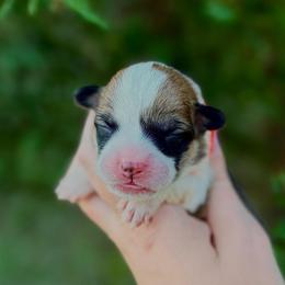 Girl 3 - Red female Pembroke Welsh Corgi puppy in Yulee, Florida from Pembroke Welsh Corgis at Belle Haven