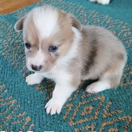 Anna - Fawn merle female American Corgi puppy in Plattsmouth, Nebraska from Moonlit Ranch