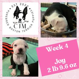 Joy - Black and white Boston Terrier puppy in Jupiter, Florida from CJM Boston and Boxer Puppies