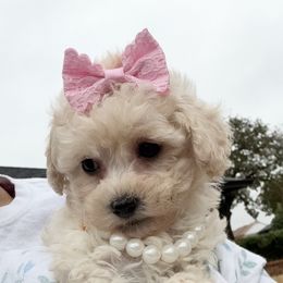 Sophie - Cream female Maltipoo puppy in Oklahoma City, Oklahoma from Red Okie Poos