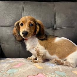 Tommy - Piebald male Dachshund puppy in Sedalia, Missouri from Sho Me Spots
