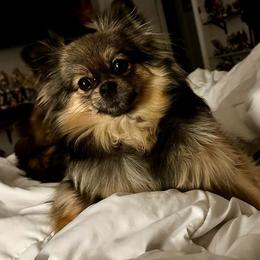 Scarlet - Cream sable female Pomeranian puppy in Springfield, Missouri from Hope Mountain Pomeranians