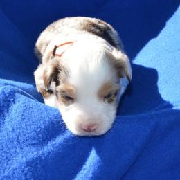 Zuma - Red merle male Toy Australian Shepherd puppy in Forney, Texas from Texas Talent Toy Aussie's and Labs