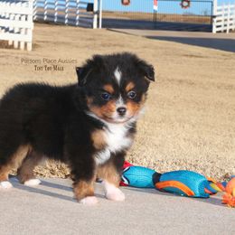 Miniature Australian Shepherd Puppies from Parsons Place Aussies