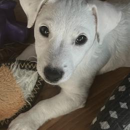 Border Collie and Jack Russell Terrier Puppies from CP FARMS BORDER COLLIES N JACKS CORP