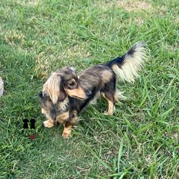 Turner - Dachshund