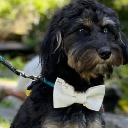 Simcoe - Aussiedoodle