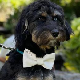Simcoe - Aussiedoodle