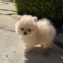 Charleston Chew - Cream male Pomeranian puppy in Clovis, California from Netzi Poms