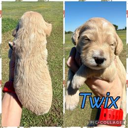 Twix - Cream male Goldendoodle puppy in Caddo Mills, Texas from Fire Wife Doodles
