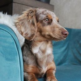 Jaina - Dachshund