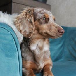 Jaina - Dachshund