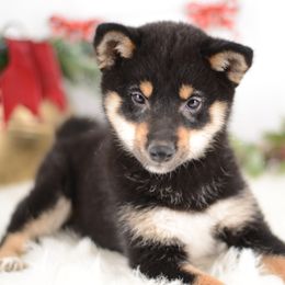 Sho 🩵 Black and Tan Boy - Black and tan male Shiba Inu puppy in Neosho, Missouri from Sunny Terrace Shibas