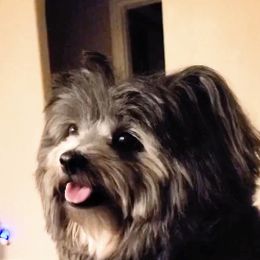 Assorted Doodle Crosses Puppies from Yoriko's Puppies