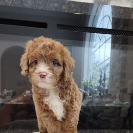 Cockapoo and Goldendoodle Puppies from Robbin's Treasures