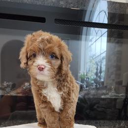 Cockapoo and Goldendoodle Puppies from Robbin's Treasures