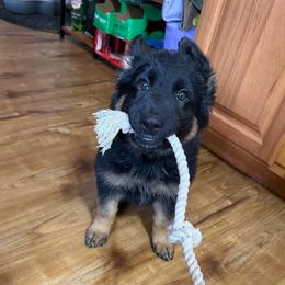 Pink - Black and tan female German Shepherd puppy in Fort Wayne, Indiana from AA Kennel