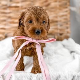 It's The Little Things-Sunsets - Red  female Goldendoodle puppy in Russell Springs, Kentucky from Milk & Honey Doodles