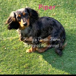 Piper - Dachshund