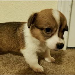 Pembroke Welsh Corgi Puppies from JD's Corgi Kennel