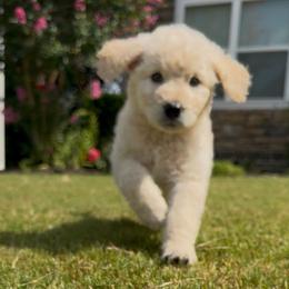 Red Collar - Cream female Goldendoodle puppy in Ringgold, Georgia from Sweet B’s Goldendoodles