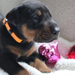 Bramble - Black and rust male Doberman Pinscher puppy in Evans, West Virginia from Dobies of WV