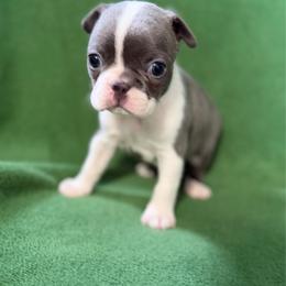 River - Blue male Boston Terrier puppy in Lake City, Florida from RuckerRun Boston Terriers