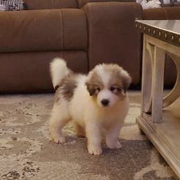 Great Pyrenees Puppies from Gulf Coast Pyrenees