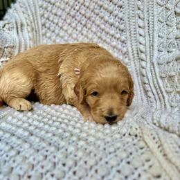 Georgia - Red  female Goldendoodle puppy in Stockton, California from Port City Doodles