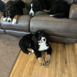 Bernese Mountain Dog Puppies from Bastian Mountain Dogs