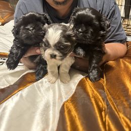 Shih Tzu Puppies from Small Breed Kennel