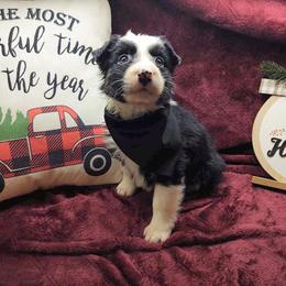 Border Collie Puppies from Stag Valley Homestead