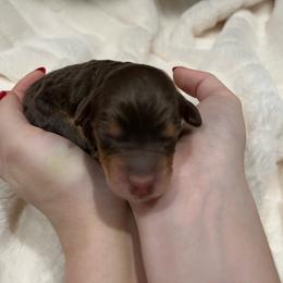 Hawk Eye - Red tri-color male Aussiedoodle puppy in Springfield, Missouri from Aspen River Doodles