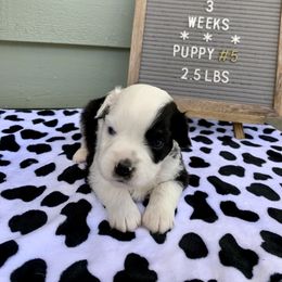 Miniature Australian Shepherd Puppies from 5 Star Mini Aussies