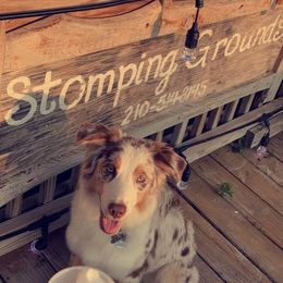 Luka - Australian Shepherd