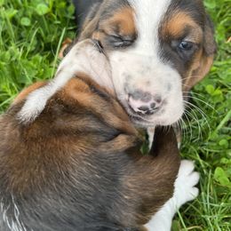 Basset Hound Puppies from Brookside Bassets