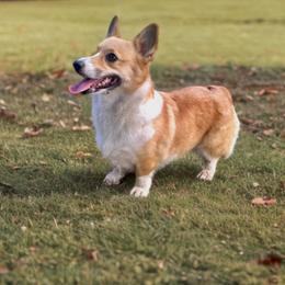 Charlotte - Pembroke Welsh Corgi