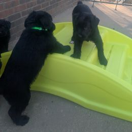 Giant Schnauzer Puppies from Riesenschnauzers von Reh Bach
