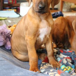 Rhodesian Ridgeback Puppies from Supernova Ridgebacks