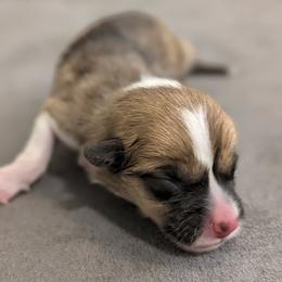 Sophia - Red female Pembroke Welsh Corgi puppy in Mount Vernon, Ohio from Rose Water Corgis in Ohio