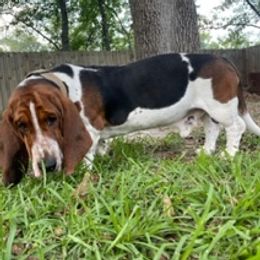 Nolan - Basset Hound