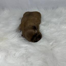 Austin - Gold male Shih Tzu puppy in Columbia, Kentucky from Lisa Bandy Luxe Shih Tzu