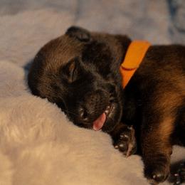 Tyrion - Fawn male Belgian Malinois puppy in Baltimore, Maryland from Abenteurer German Shepherds & Belgian Malinois