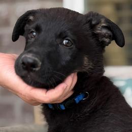 Stephan, dark blue - Black and cream male German Shepherd puppy in Highland, Utah from Angel Pups Deluxe