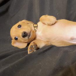 Yellow Boy - Cream male Dachshund puppy in Buckeye, Arizona from AZ Dachshund Proud