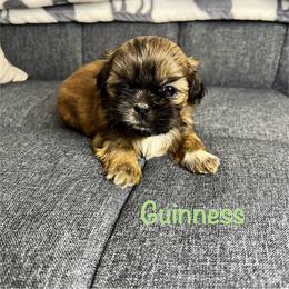 Guinness - Red male Shih Tzu puppy in Vernon, New Jersey from Calta’s Cute Shih Tzu