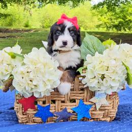 Smores - Tri-color female Bernedoodle puppy in Russell Springs, Kentucky from 270 Doodles