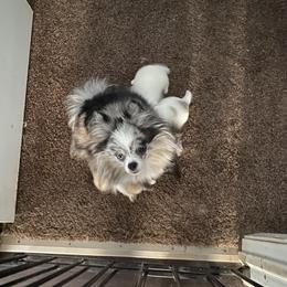 Lily - Pomeranian