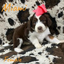 Miami - Red tri-color female Aussiedoodle puppy in Cleveland, Tennessee from C&S Kennels
