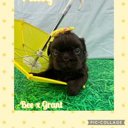 Patsy - Liver female Shih Tzu puppy in Beatrice, Nebraska from I Shih Tzu Not Puppies
